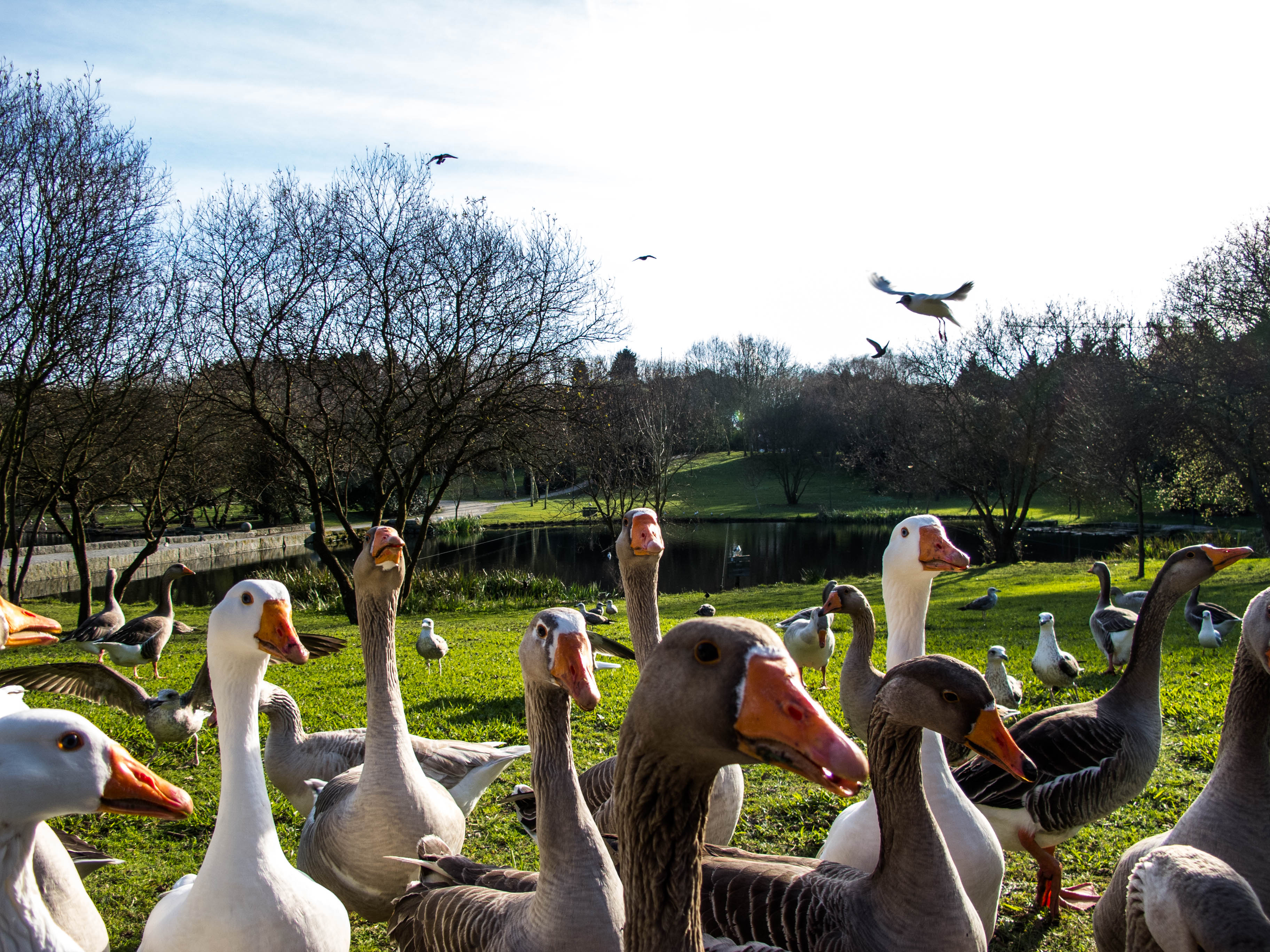 PArque da Cidade geese feeding