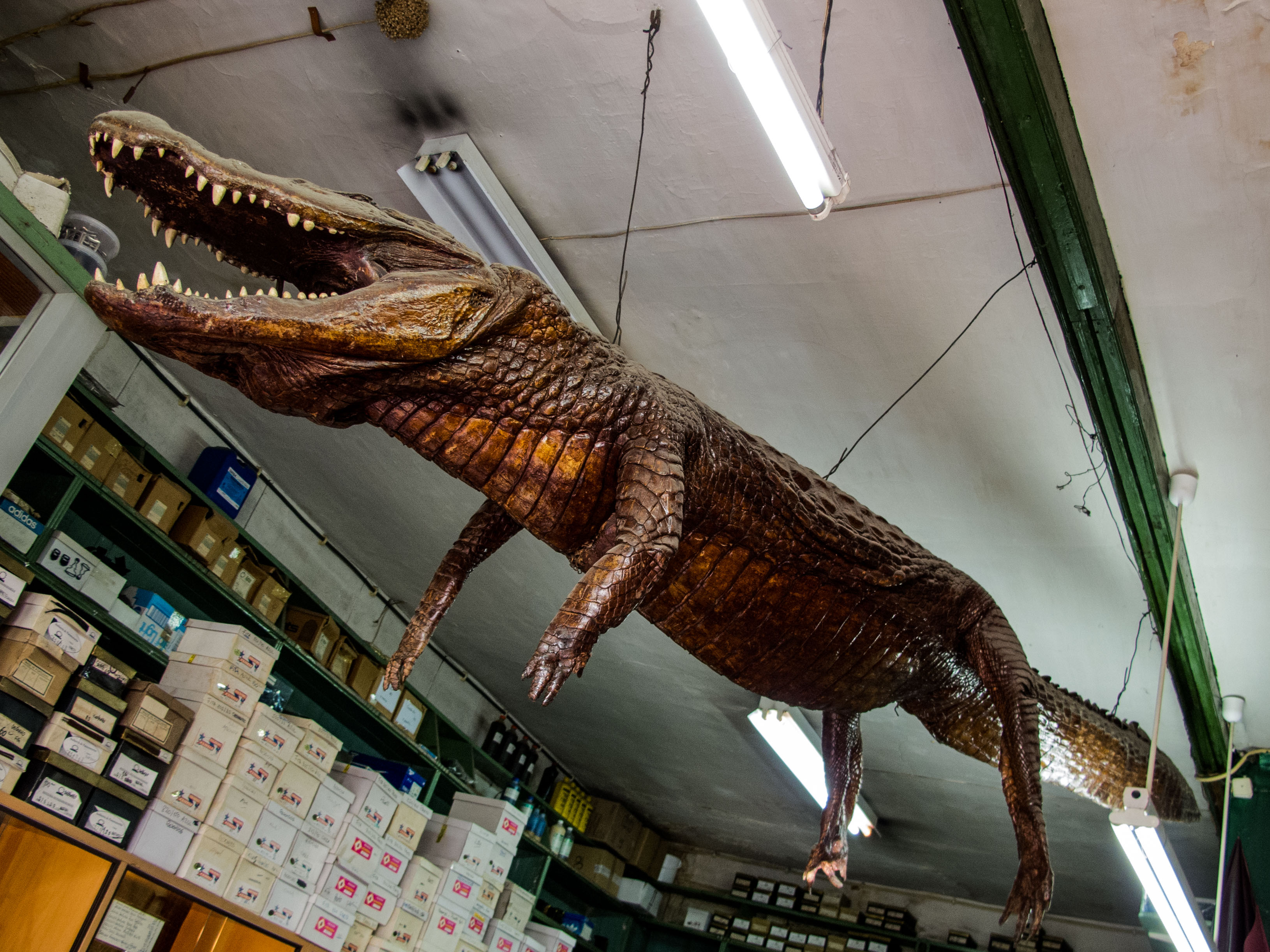 A three meter crocodile, hanging on the shop's ceiling.